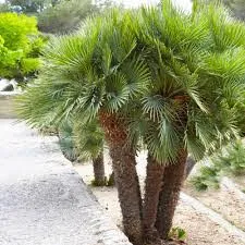 2e4999 76674785acc94aebbd934751e5cbcee0~mv2